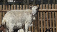 Group Goats Capra Hircusanimal Group