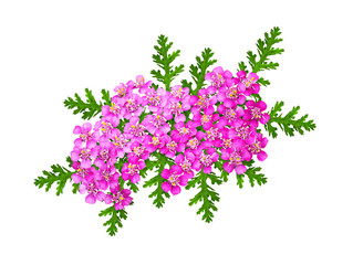 Wall Mural - Pink yarrow flowers and leaves in a floral arrangement