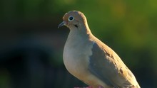 Nice Close-up Of Mourning Dove