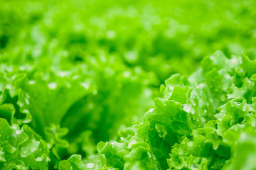 Closeup Fresh organic green leaves lettuce salad plant in hydroponics vegetables farm system