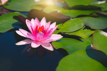 Wall Mural - pink lotus flower in pond in the dark tone with sunlight. aquatic waterlily nature flower background.