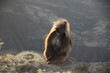 małpka siedząca na krawędzi skały w popołudniowym słońcu