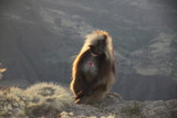 Fototapeta Sawanna - małpka siedząca na krawędzi skały w popołudniowym słońcu