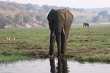 Fototapeta Sawanna - afrykański słoń przy wodopoju w mglisty poranek