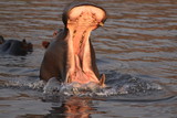 Fototapeta Sawanna - ziewający hipopotam stojący w wodzie
