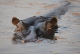 Fototapeta Sawanna - hipopotam wystawiający czubek głowy z wody o zachodzie słońca