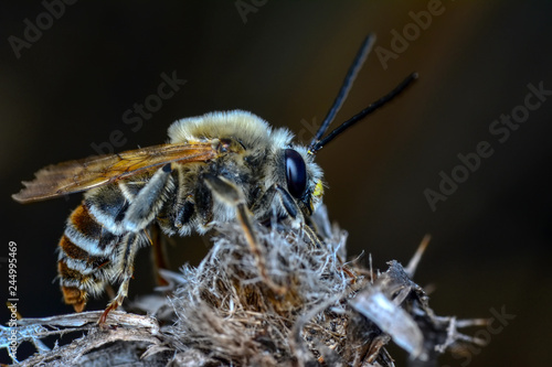 Plakat Piękna pszczoła makro w zieleni - pień obrazu