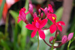 Orchid Epidendrum Hokulea 'Super Red' flowers. Decorative plants for gardening and greenhouse. 