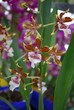 Orchid Oncidium maculatum (Phalaenopsis manabilis) flowers. Decorative plants for gardening and greenhouse. 