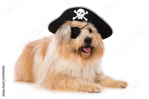 dog with eyepatch