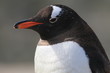 popiersie pingwina pokazanego z bliska