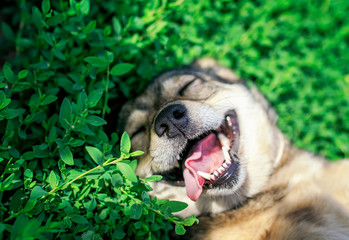 portrait of cute dog lying on green grass in spring sunny meadow funny sticking out his tongue and r