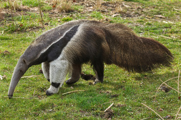 Canvas Print - Giant anteater (Myrmecophaga tridactyla)