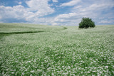 Fototapeta Lawenda - white flower on blue sky background
