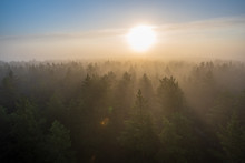 Sun Rising In Mist Covered Forest