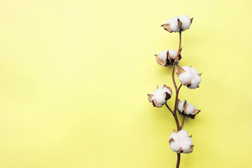 Wall Mural - Cotton flower on pastel pale yellow paper background, overhead. Minimalism flat lay composition for bloggers, artists, social media, magazines. Copyspace, horizontal