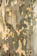 Wall Mural - The texture of the bark of the sycamore tree