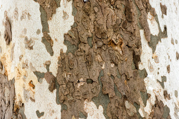 Wall Mural - The texture of the bark of the sycamore tree