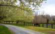 Spring Trees Blooming Beside Driveway and Horses