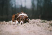 Sad Border Collie Dog Lies On Gray Grass In Autumn