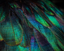 Close Up Of Colorful Duck Feathers. Vivid Colors