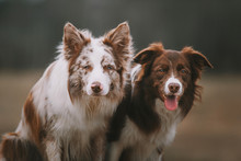 Two Border Collie Dogs Are Sitting On Gray Autumn Day