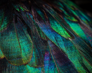 Close up of colorful duck feathers. Vivid colors