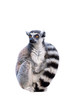 Portret of ring-tailed lemur on white background, front view
