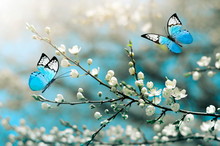 Cherry Blossom In Wild And Butterfly. Springtime