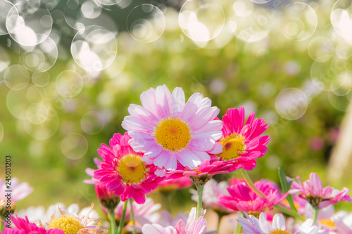 flores en el campo bajo la luz del sol