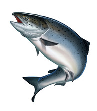 Atlantic Salmon Or Pink Salmon On A White Background. Red Salmon. Fishing On The River, Northern Fish.