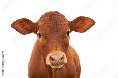 Cuadros en Lienzo A young brown calf, cow, looking at the camera, with clean white sky, isolated