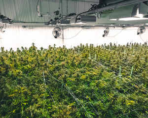 Different Cannabis Strands Contrasting Colors Growing Under Warehouse Lights