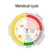 Menstrual cycle chart