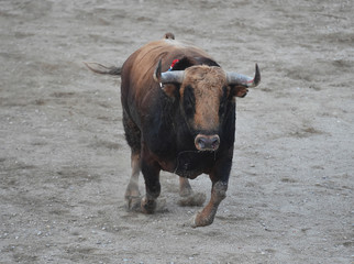 bull in spain