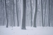 © rostyle - Snowy blizzard in the forest