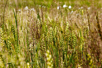 Wall Mural - Green wheat