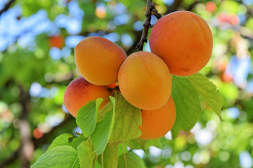 Wall Mural - Apricot orchard