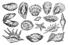Hand Drawn Seashell. Monochrome Illustration Vintage Seafood. Oyster Sketch. Great For Fish And Sea Food Restaurant Menu, Flyer, Card, Business Promote.