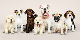 Fototapeta Psy - Group portrait of adorable puppies