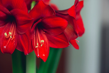 bouquet of large red blooming flowers