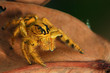 close up golden-black jumping spider on dry leaf