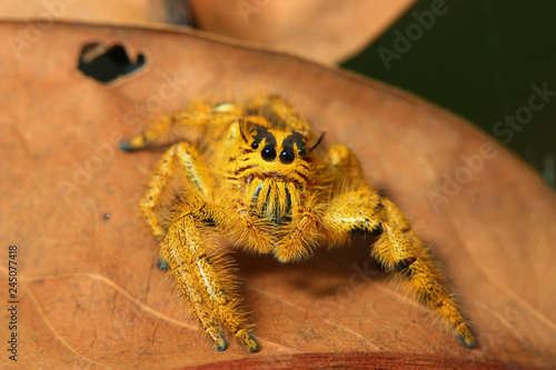 Plakat złoty pająk skoków stojąc na suchym liściu