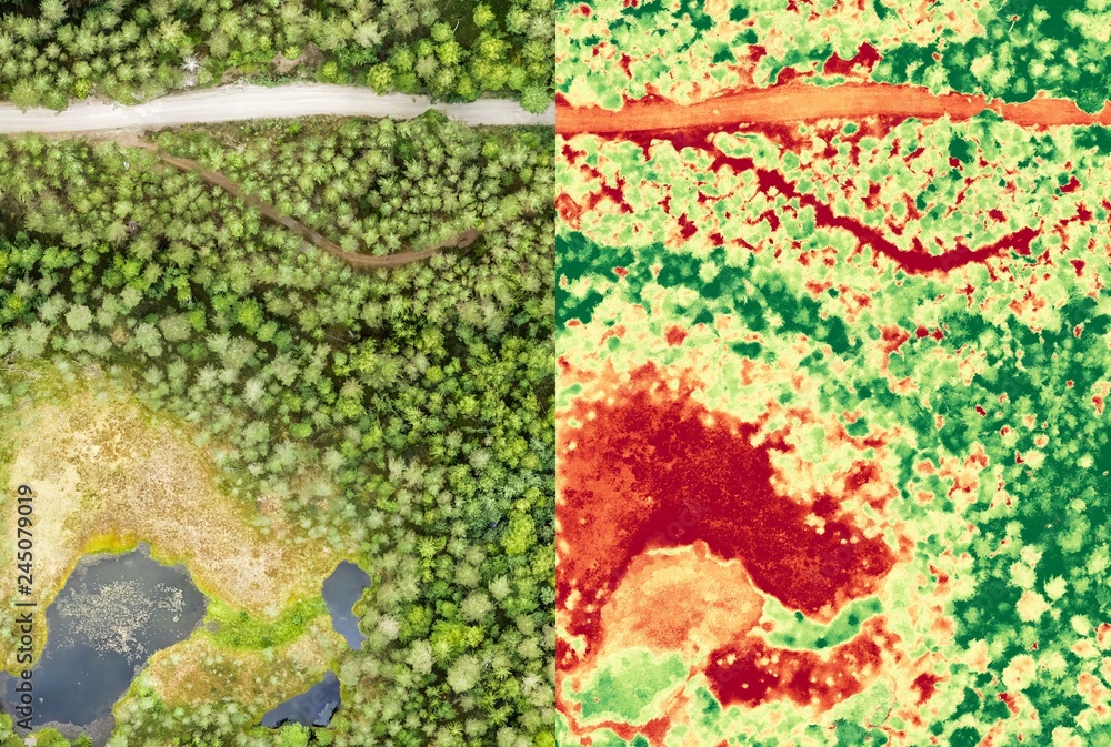 Aerial orthomosaic and NDVI image of boggy forest - obrazy, fototapety, plakaty 