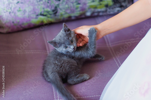 british shorthair teddy