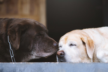 Two cute dogs kiss and Licking each other in front of the house. Couple In Love. Romantic and love. puppy love.