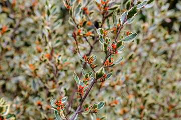 Wall Mural - A branch of a tree with green and white leaves and orange berries on a blurred background