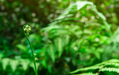 Wall Mural - Young fern fiddlehead on bokeh and blurred background of green leaves in wild. Fern curl  and spiral leaf. Plant growing in forest. Woodland nature background. New life growth in spring concept.