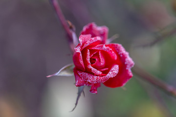 Wall Mural - Rose flower in the first autumn frost. Macro of red rose covered with hoarfrost with ice crystals.