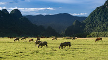 Buffalo Farm In The Valley, Minh Hoa District, Quang Binh Province, Viet Nam